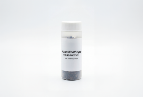 Nieuwe biologische bondgenoot tegen invasieve tripssoorten