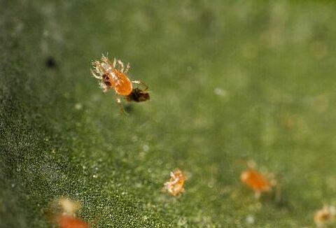 Starten met spintbestrijding in onverwarmde kassen