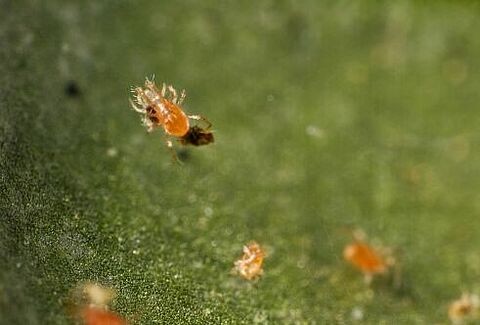 Starten met spintbestrijding in onverwarmde kassen