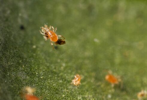 Starten met spintbestrijding in onverwarmde kassen