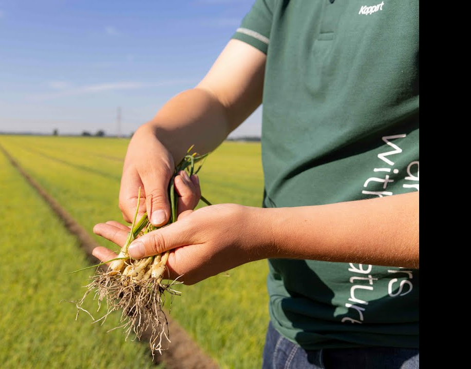 Webinar nematoden tegen uienvlieg en bonenvlieg