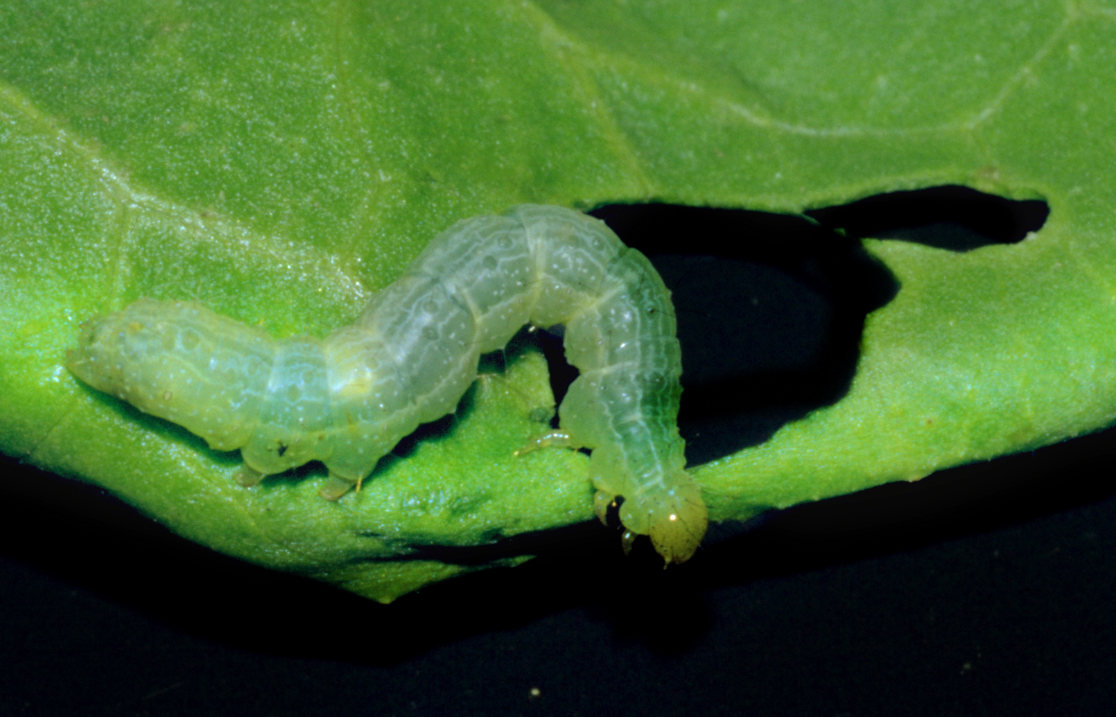 Caterpillar of Silver-Y moth Autographa gamma damaging leaf