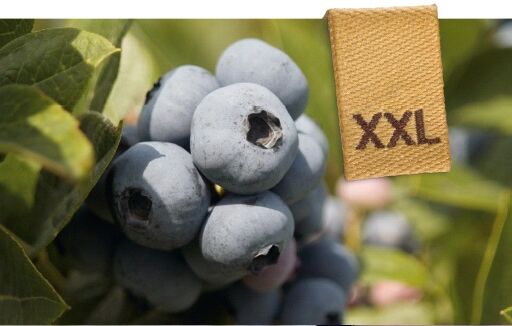 NatuGro in blauwe bes: XXL opbrengst, vruchtgrootte, kwaliteit