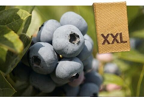 NatuGro in blauwe bes: XXL opbrengst, vruchtgrootte, kwaliteit