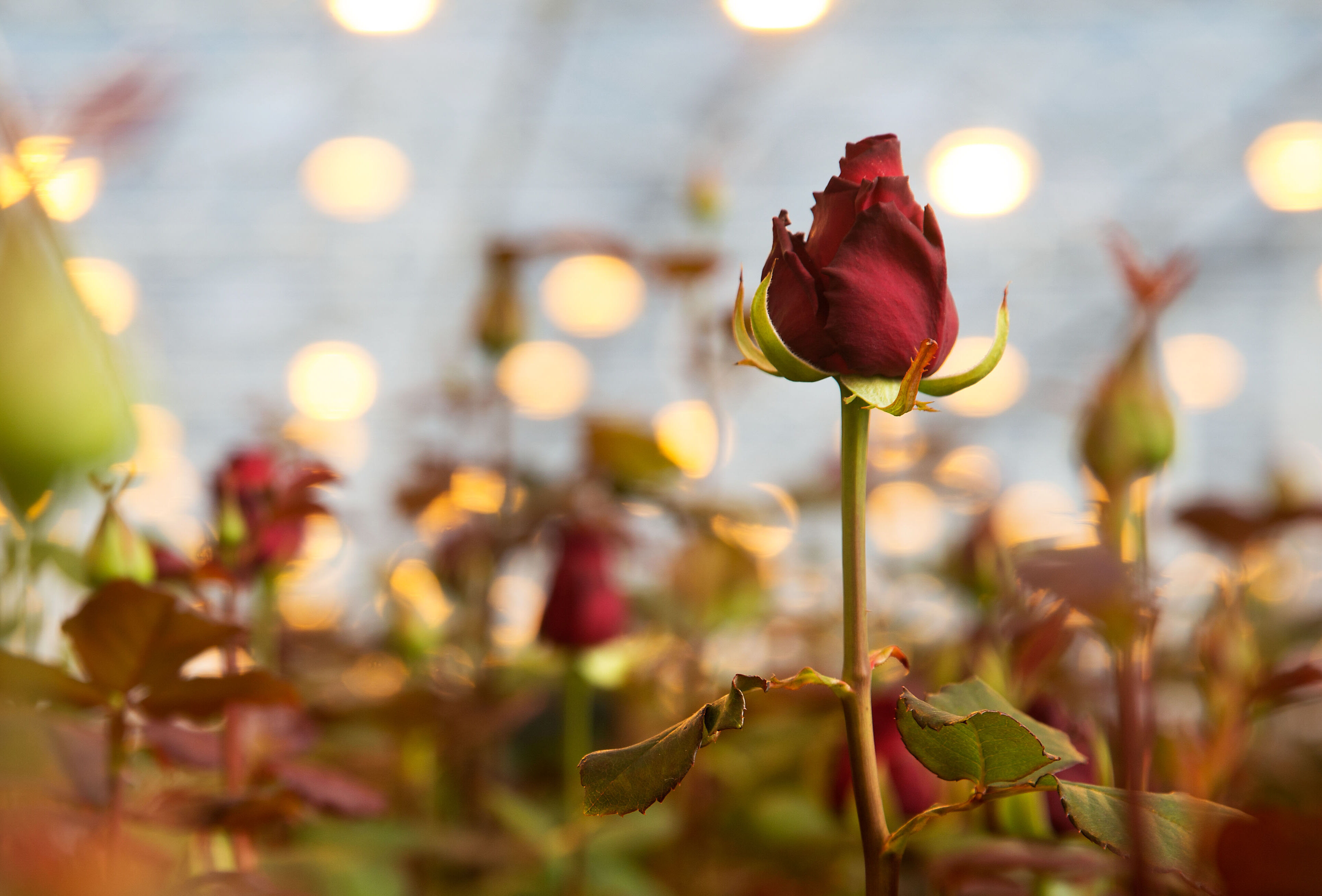 Spint in roos: alertheid is geboden!