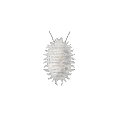Planococcus citri third instar nymph