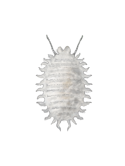 Planococcus citri third instar nymph