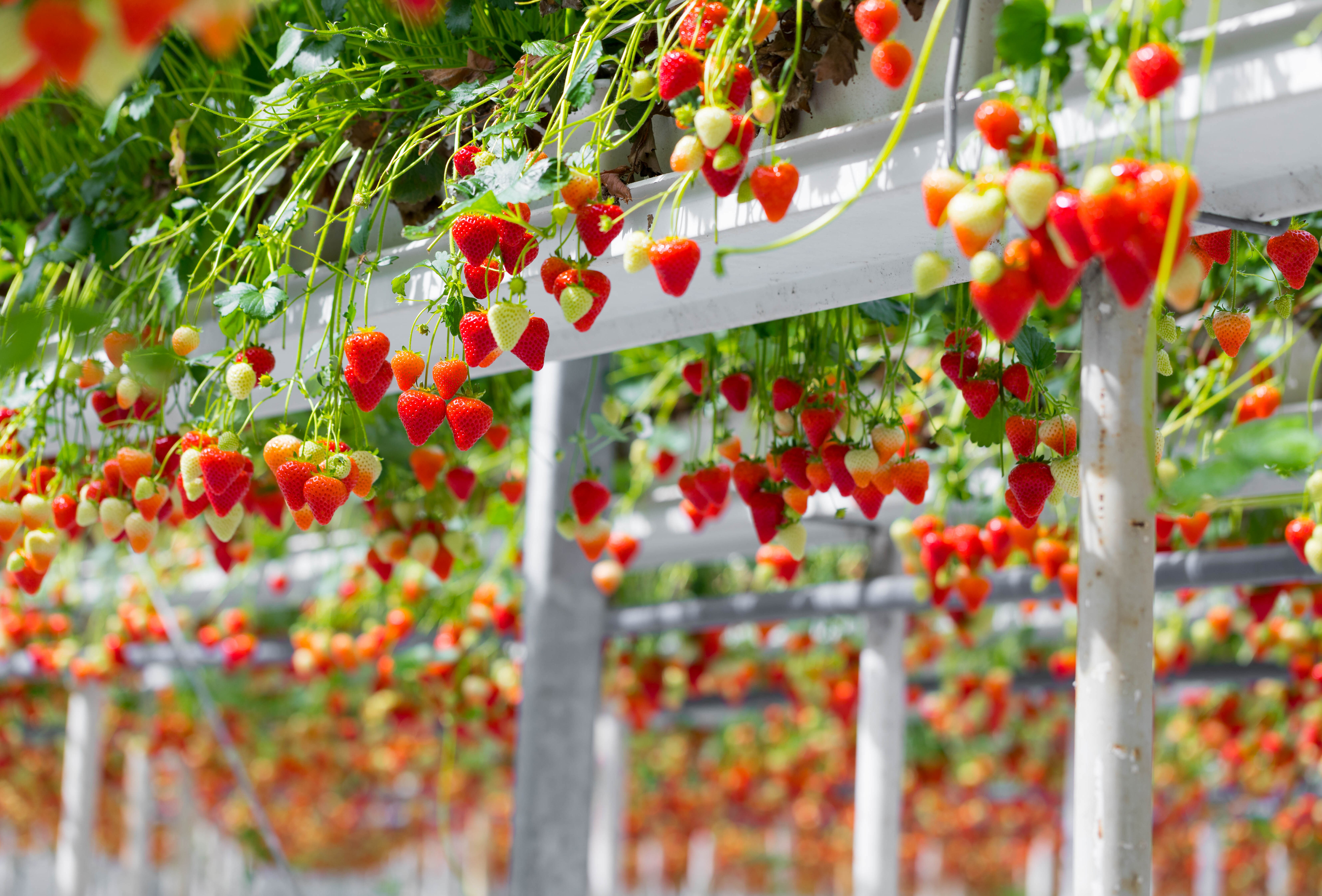 Aardbei: terugblik op 2018, doorkijk naar 2019