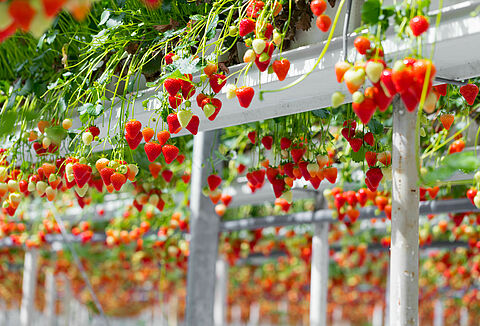 Aardbei: terugblik op 2018, doorkijk naar 2019