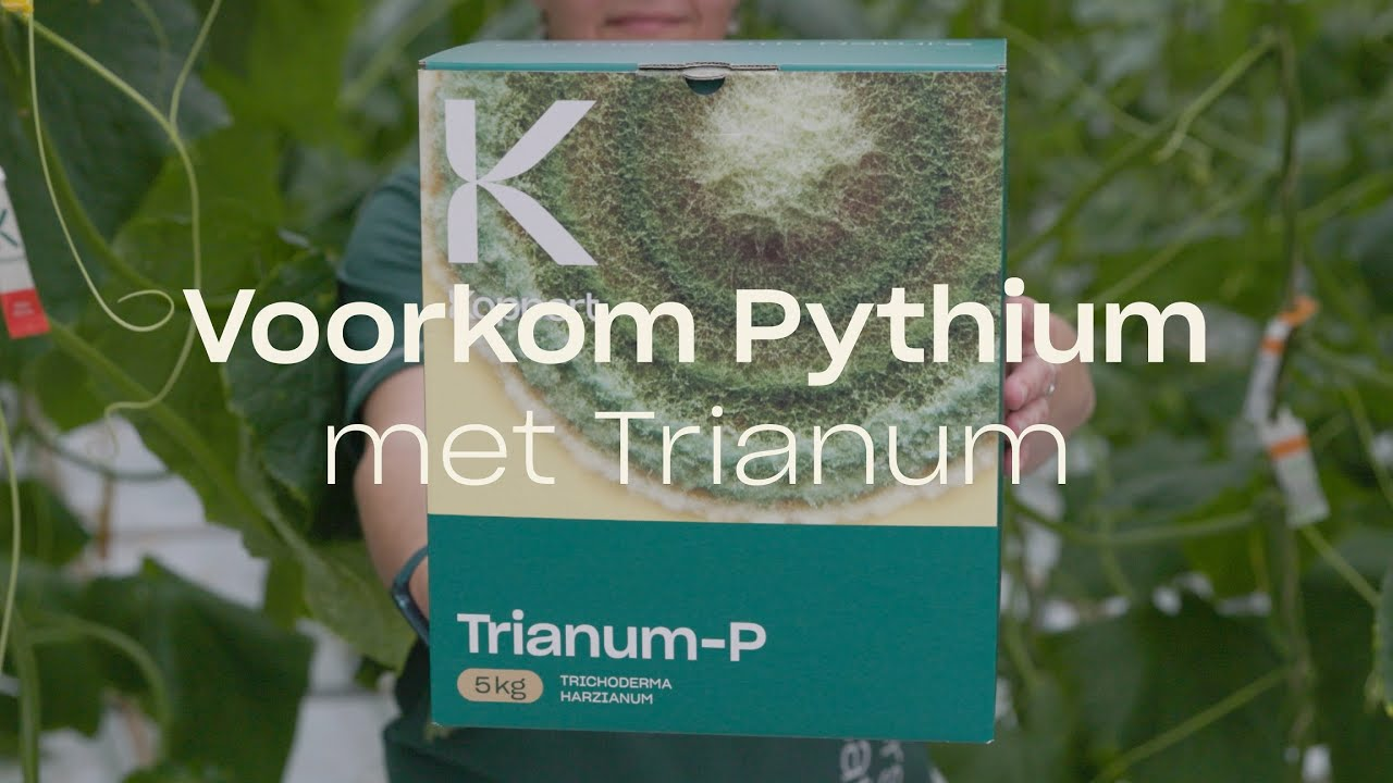 Voorkom Pythium in komkommer met Trianum