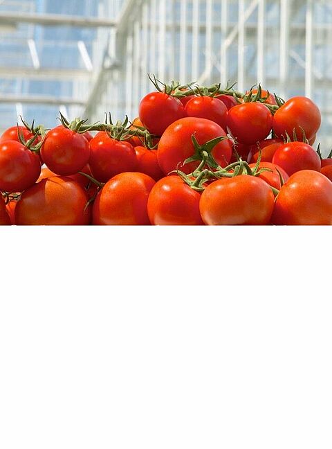 Tomaat: kies de juiste eindeteeltstrategie