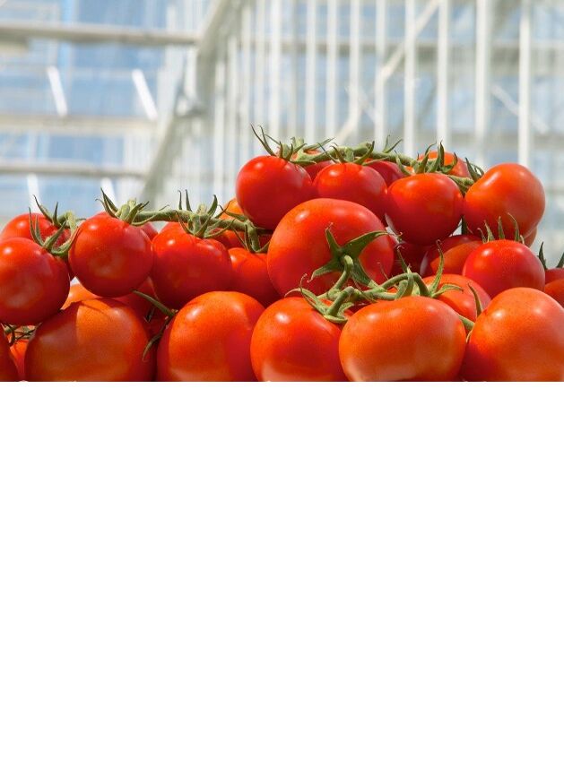 Tomaat: kies de juiste eindeteeltstrategie