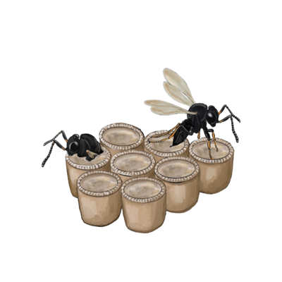 Wasps emerge from eggs