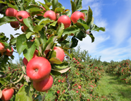 Boni Protect beschermt appel tegen vruchtrot