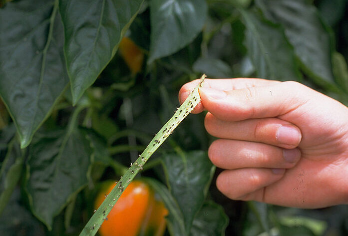 Twee systemen tegen luis in paprika