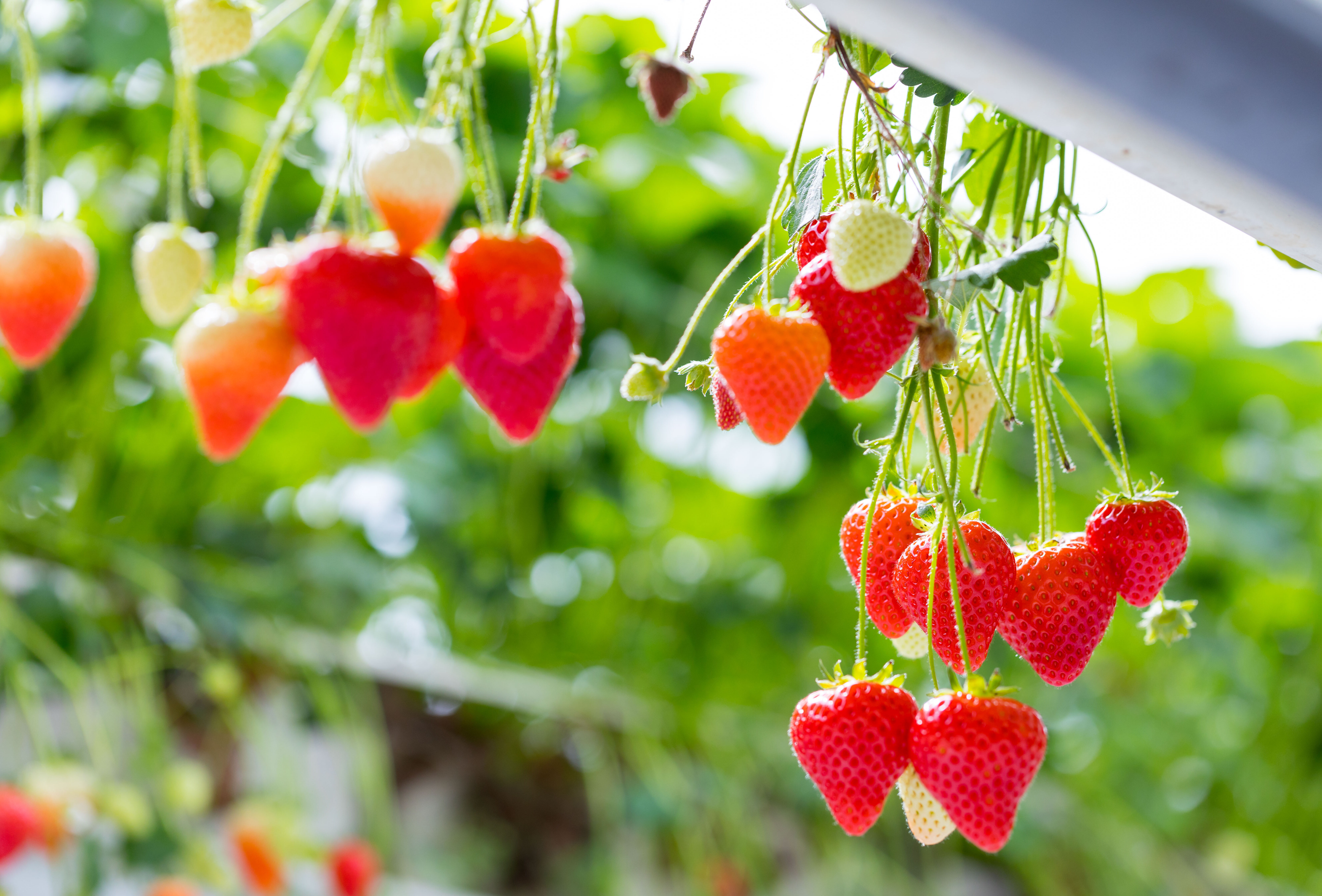 Aardbeien onder glas: de luizendruk loopt op