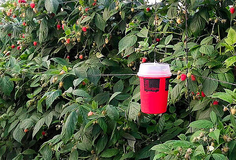 Gratis Drososan val voor bezoekers Fructura 2018