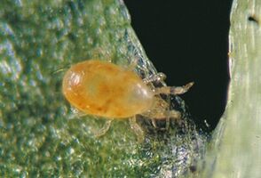 Starten met spintbestrijding in de boomkwekerij