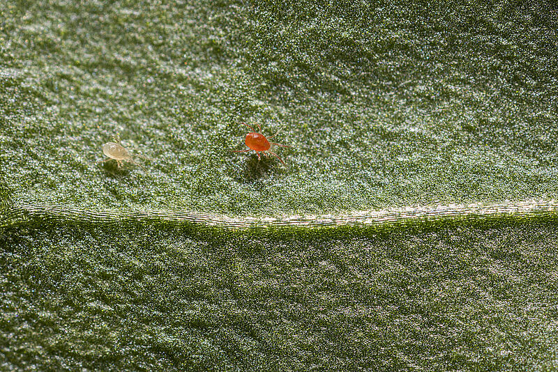 Spidex_Vital_proof_of_predation_Koppert_Biological_Systems.jpg