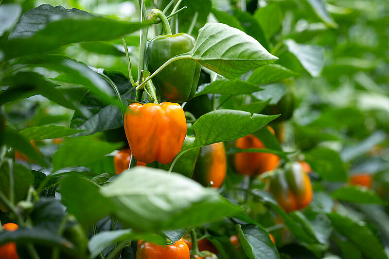 Sweet_pepper_BIological_Systems-22.jpg