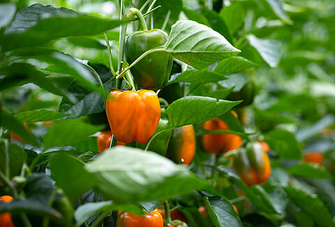 Bestrijders moeten de paprika's beschermen