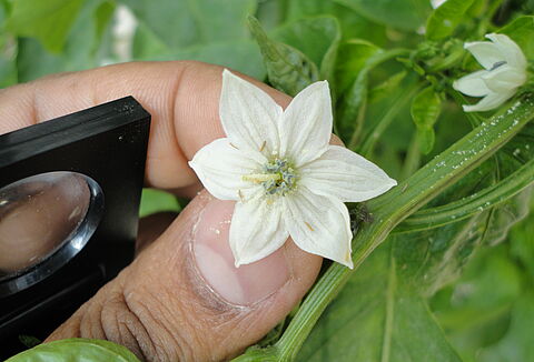 Scirtothrips dorsalis