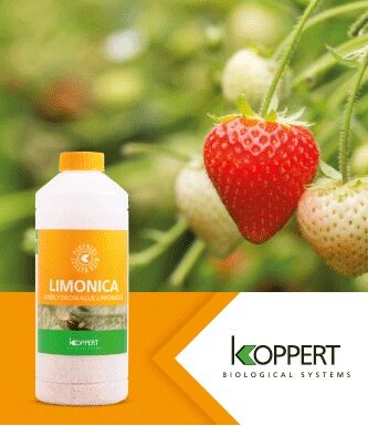 Limonica op nr 1 bij wittevliegbestrijding in aardbei