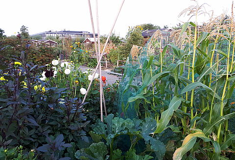 De kracht van de natuur