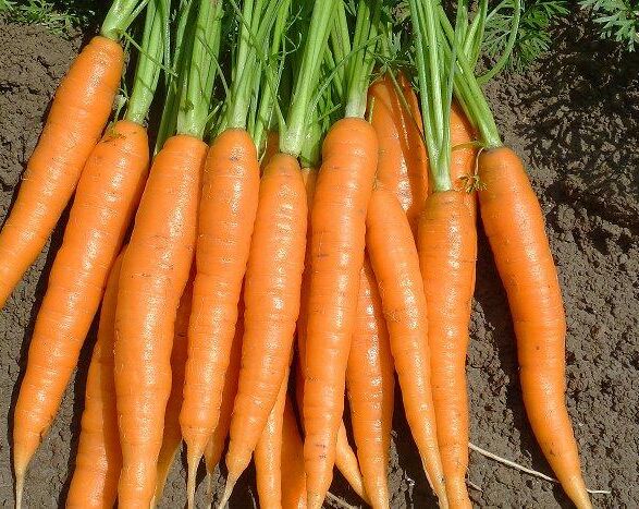 Nederlandse toelating voor Cedress