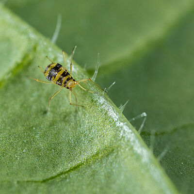 Crescent-marked lily aphid Aulacorthum circumflexum on leaf