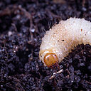 Larva of the Vine weevil Otiorhynchus sulcatus