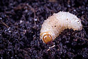 Larva of the Vine weevil Otiorhynchus sulcatus