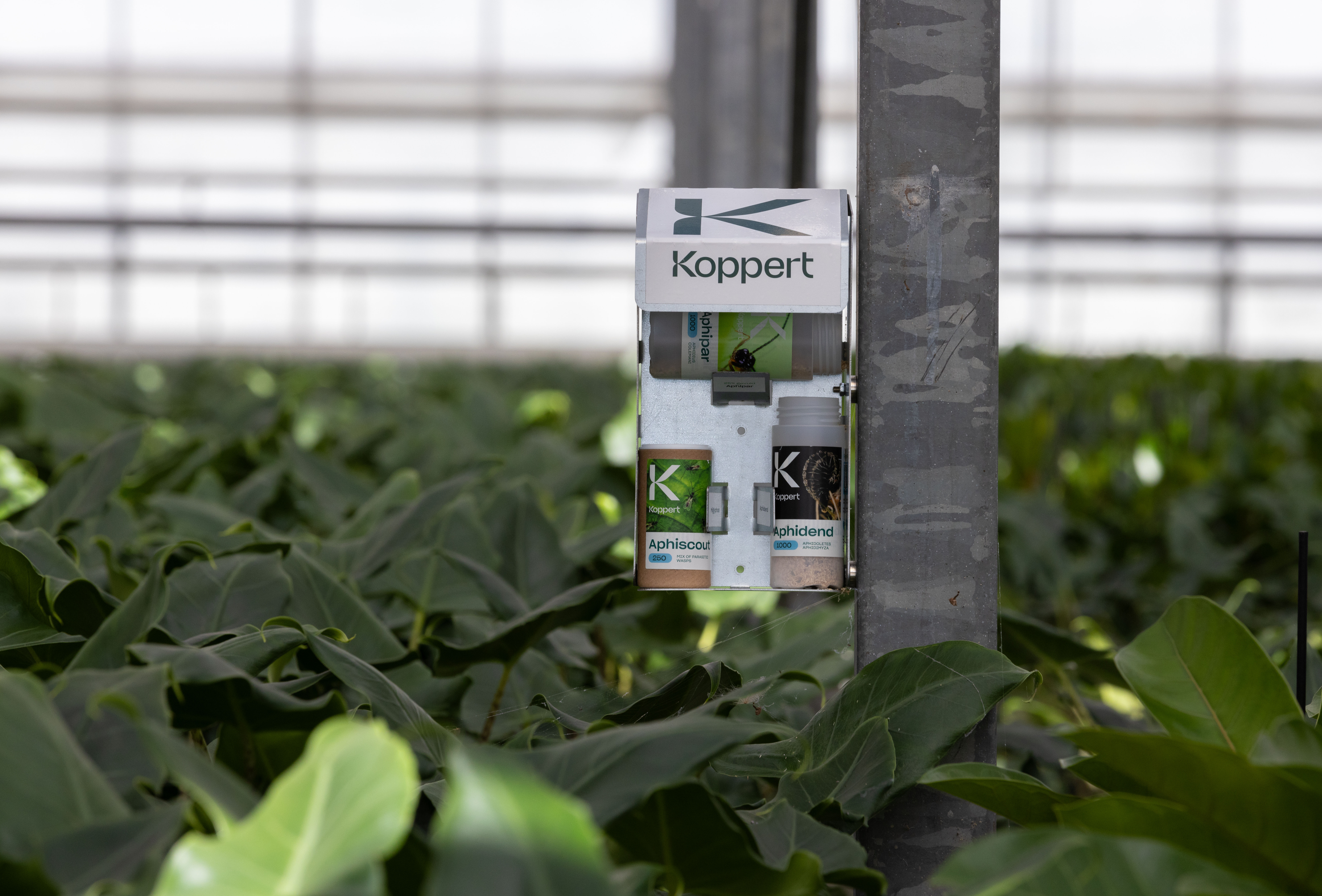 Succesvol inzetten van bladluisbiologie met het Aphid-BioStation