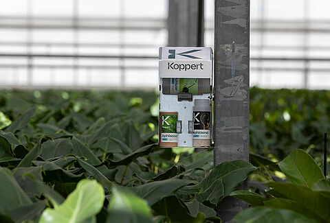 Succesvol inzetten van bladluisbiologie met het Aphid-BioStation