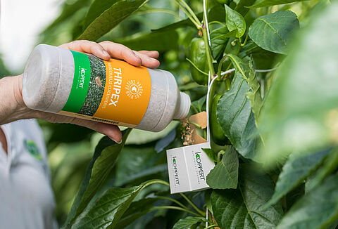 'EU-regelgeving belemmert biologische gewasbescherming'