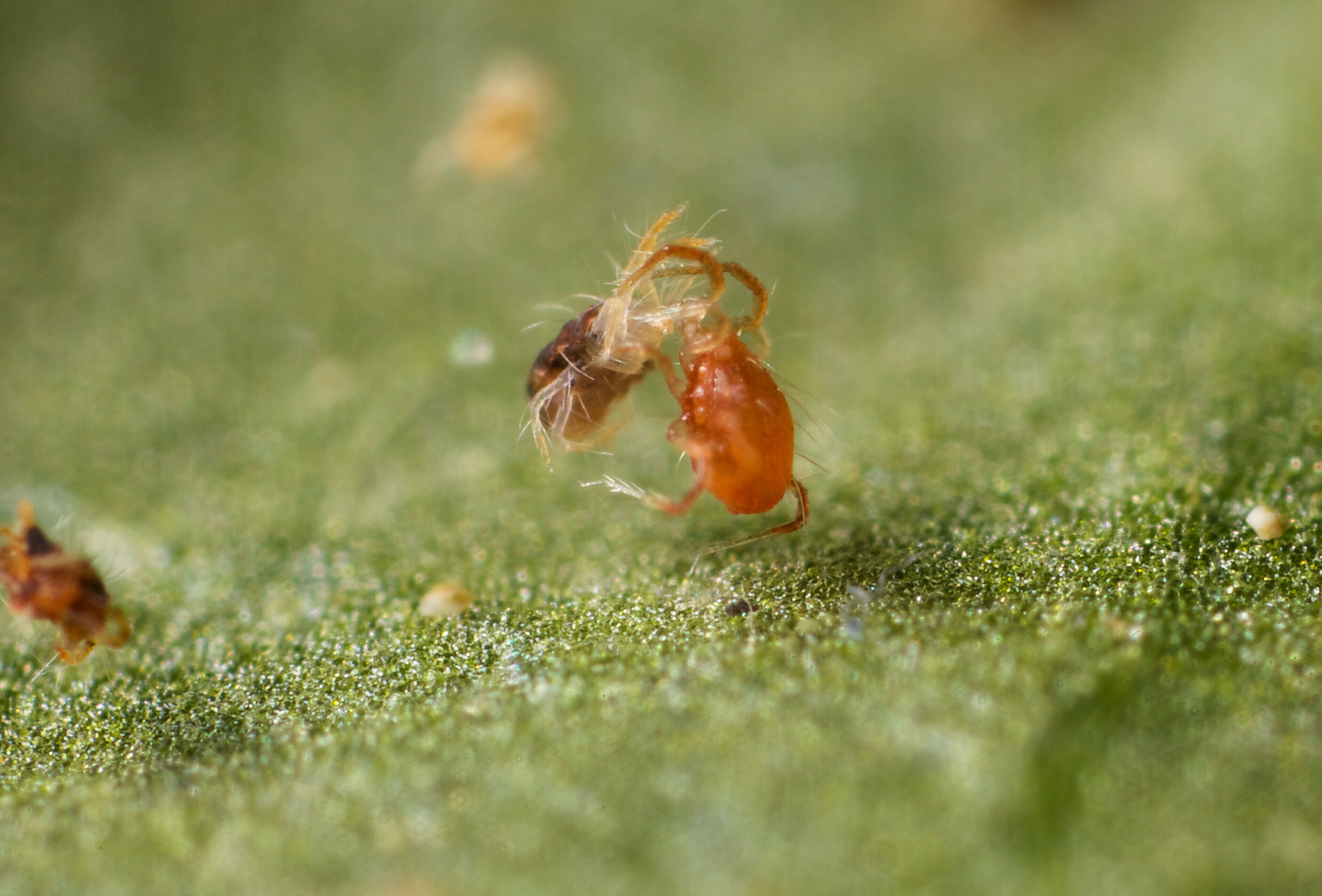 Hoe roofmijten trips het leven zuur maken