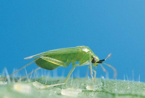 Macrolophus in een tijdelijke dip?
