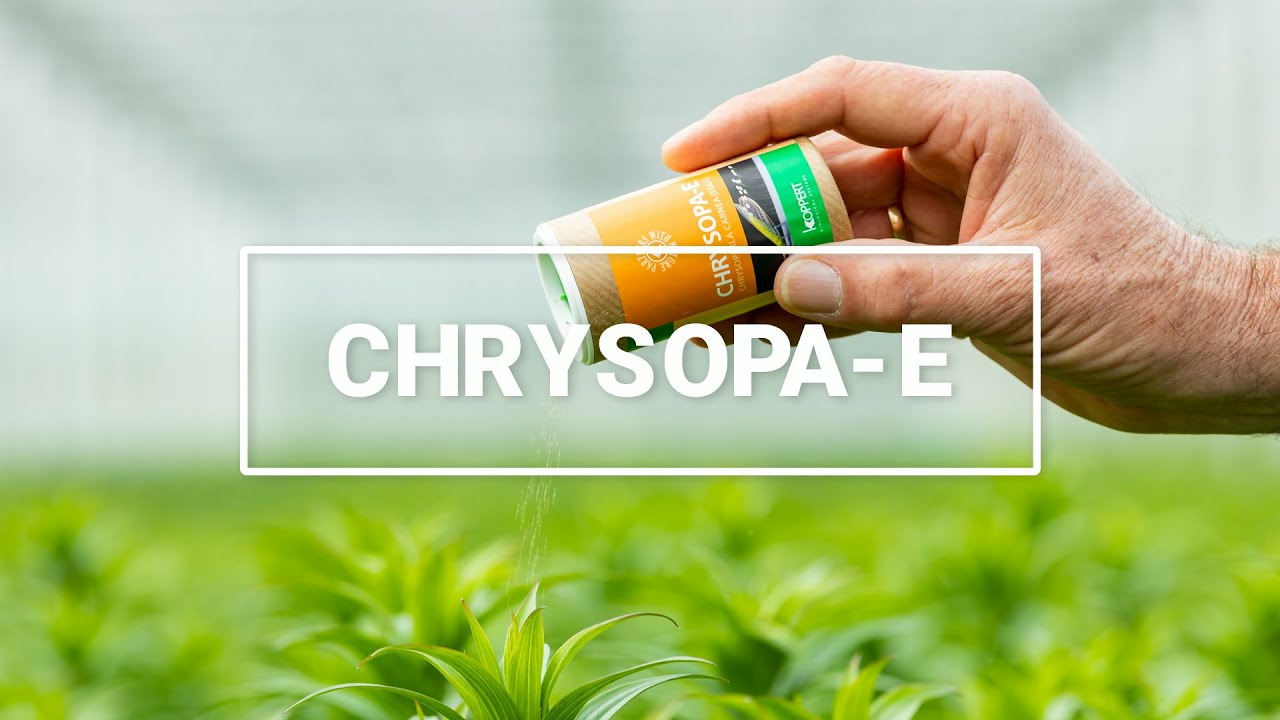 Chrysopa-E informatie video