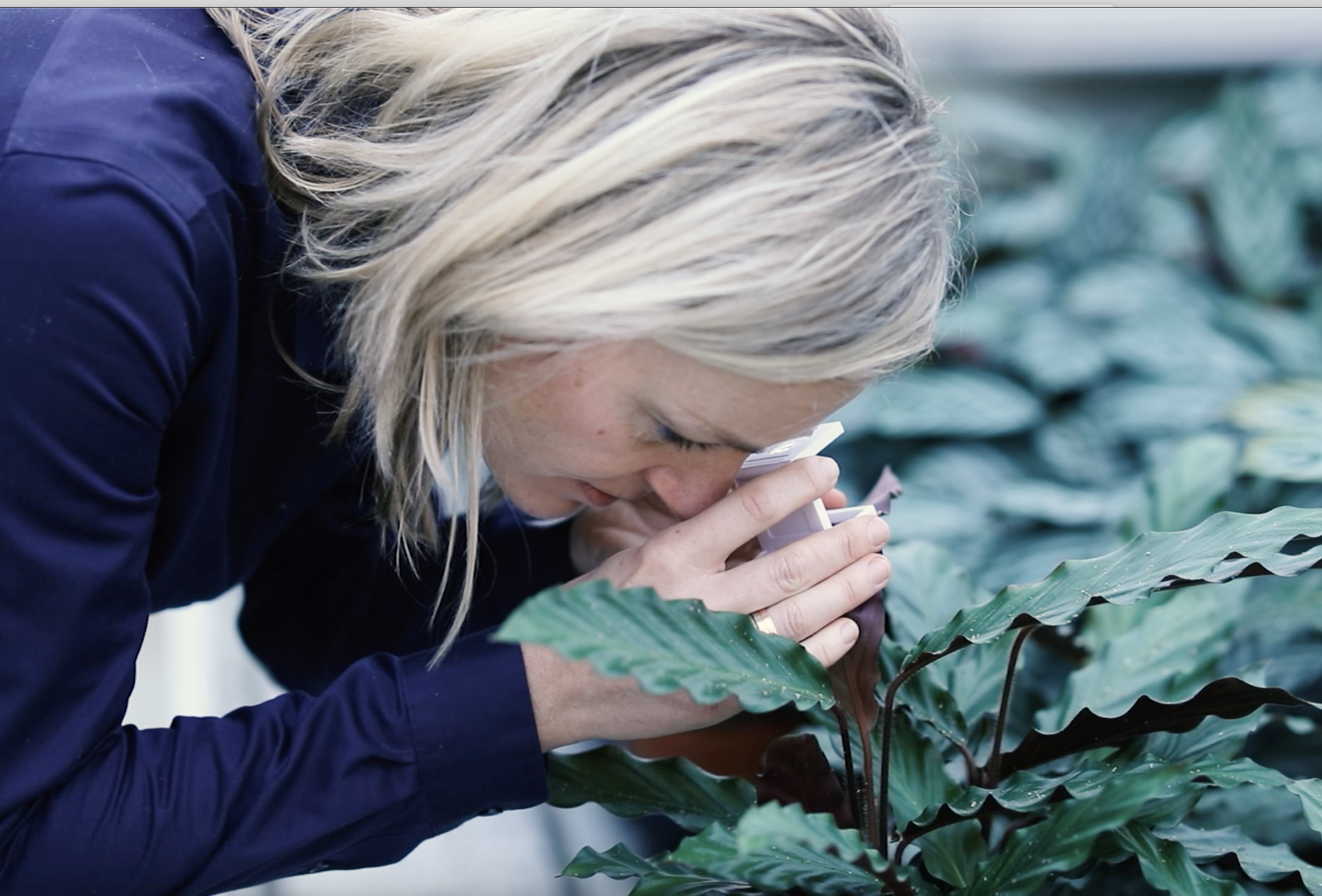 Onderzoek naar Pepertrips