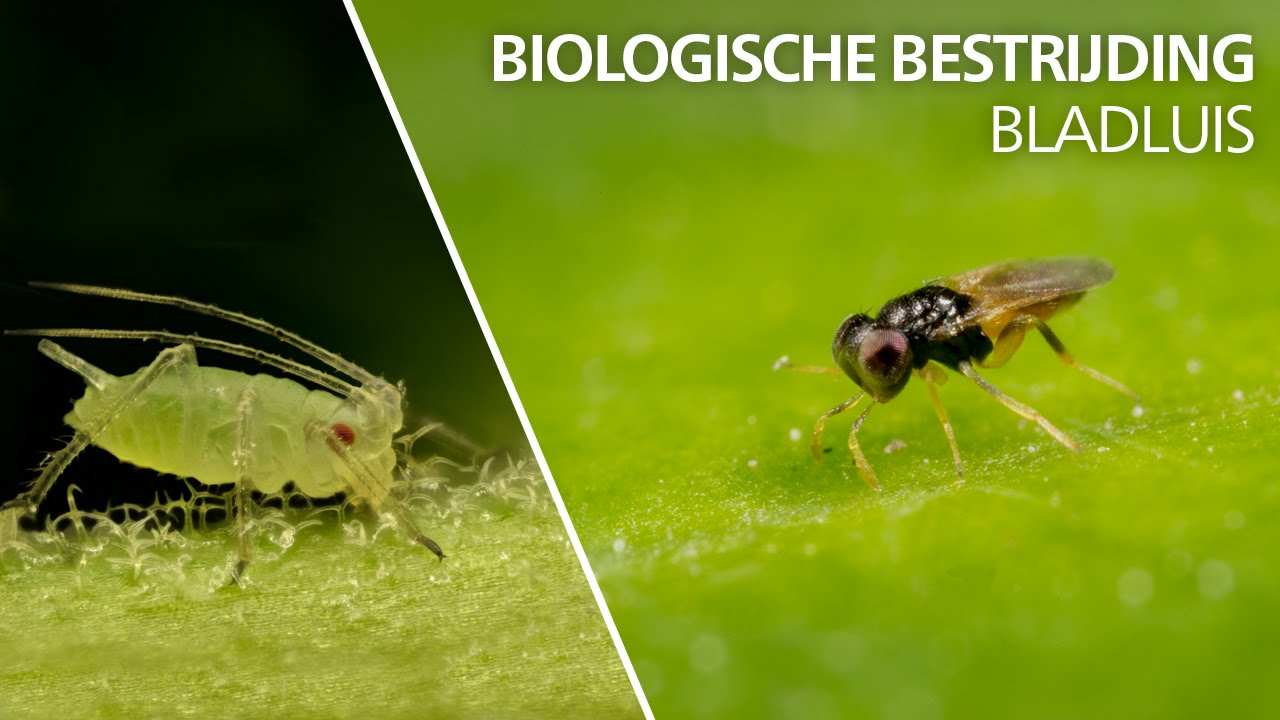 Bladluis bestrijding - Aphelinus abdominalis