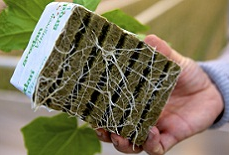 Fusarium voet– en wortelrot: wees alert en (pro-)actief