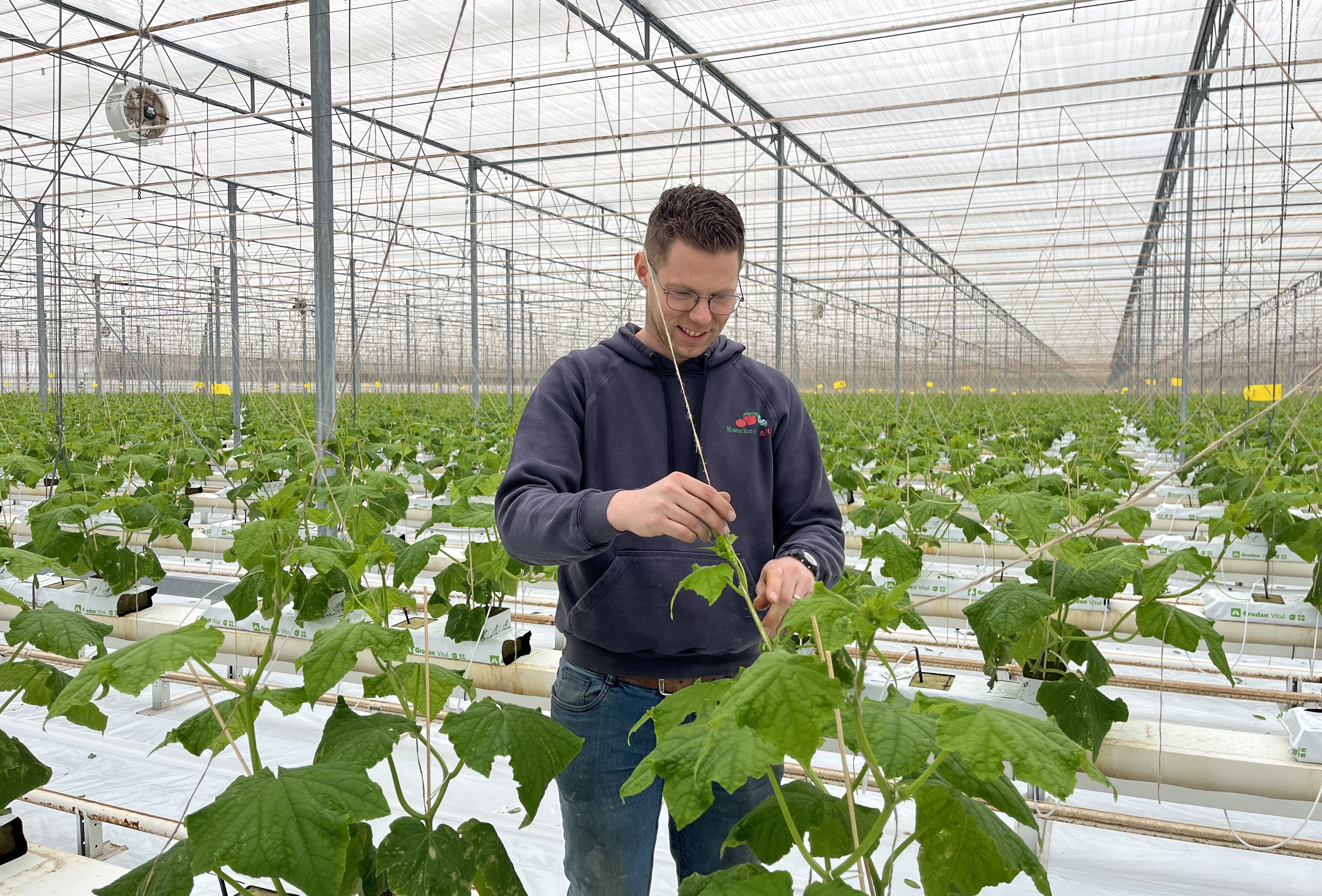 Kwekerij Aarts zet vol in op biologische gewasbescherming met Spidex Vital Plus