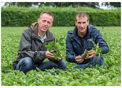IPM in aardbei: van losse bouwstenen naar een robuust systeem