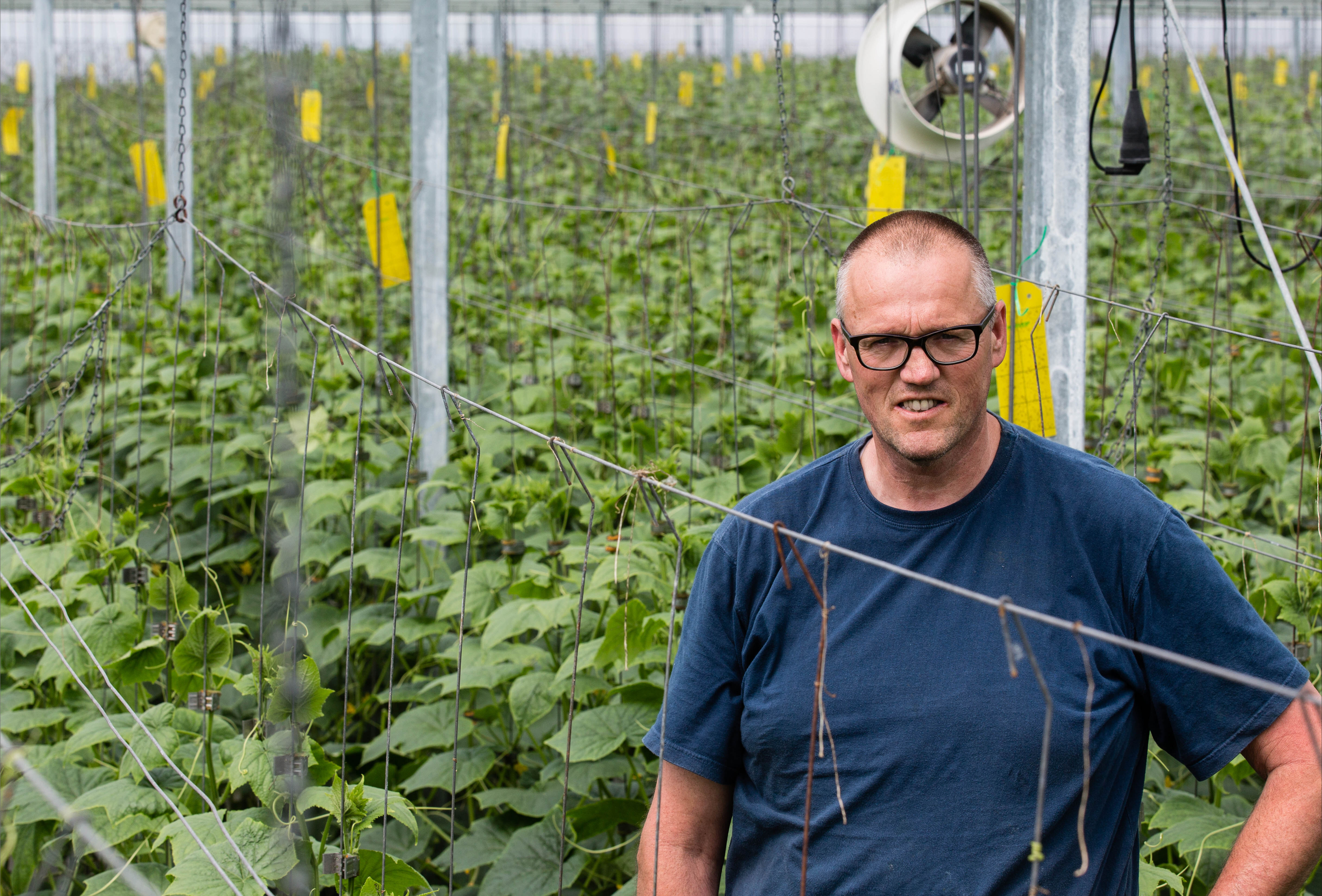 Extra vangplaten maken witte vlieg in komkommer kansloos