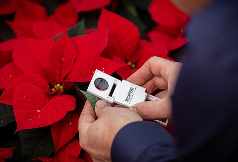 Poinsettia seizoen volop in gang