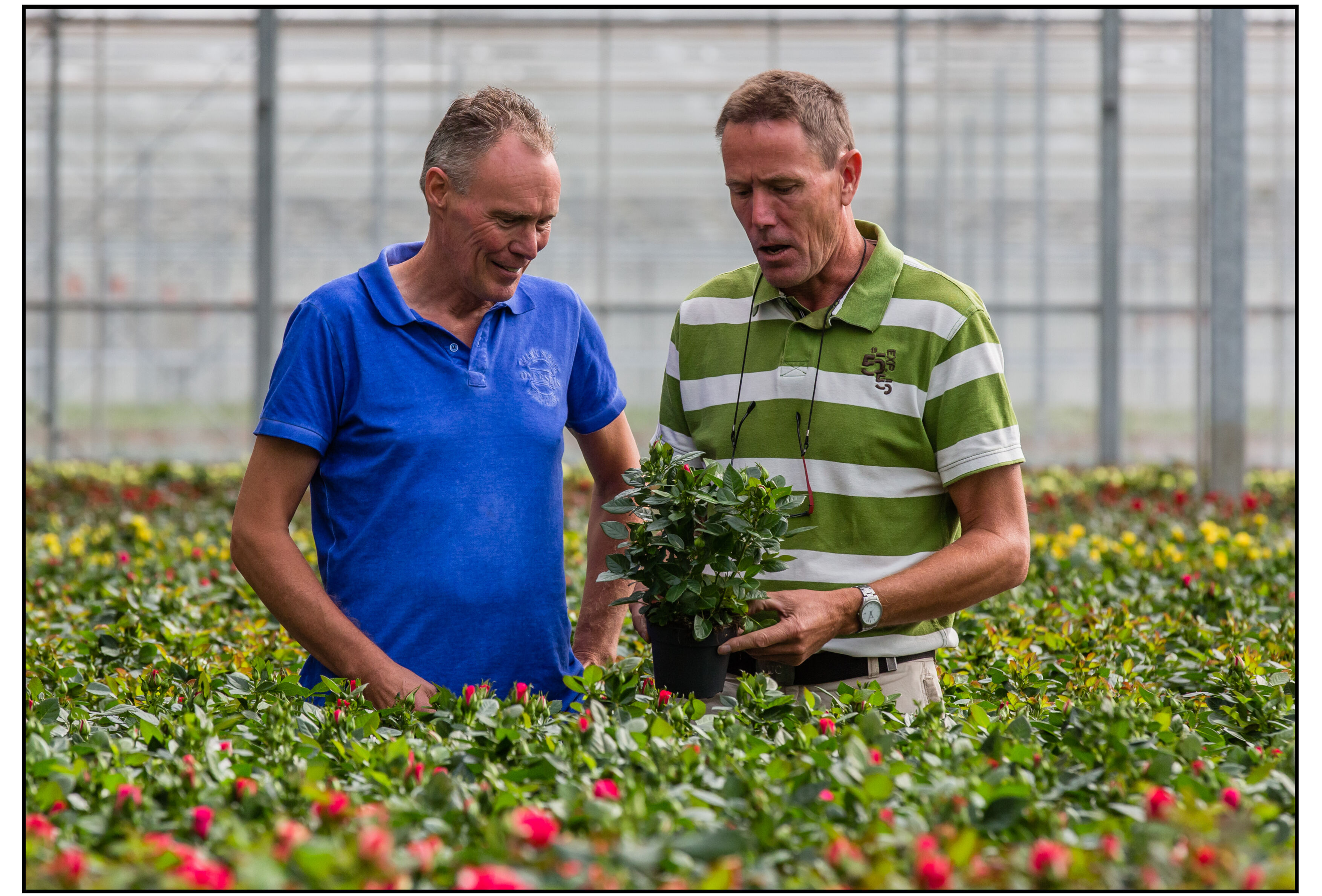 Een sterke beveiliging tegen Duponchelia