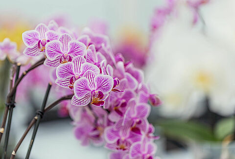 Orchideeën