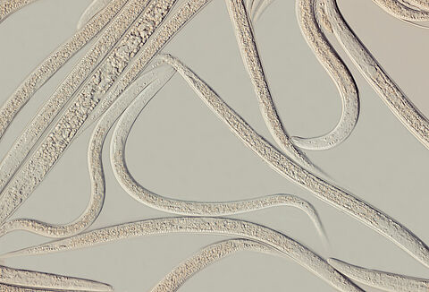 This guy comes standard with 50 years of experience