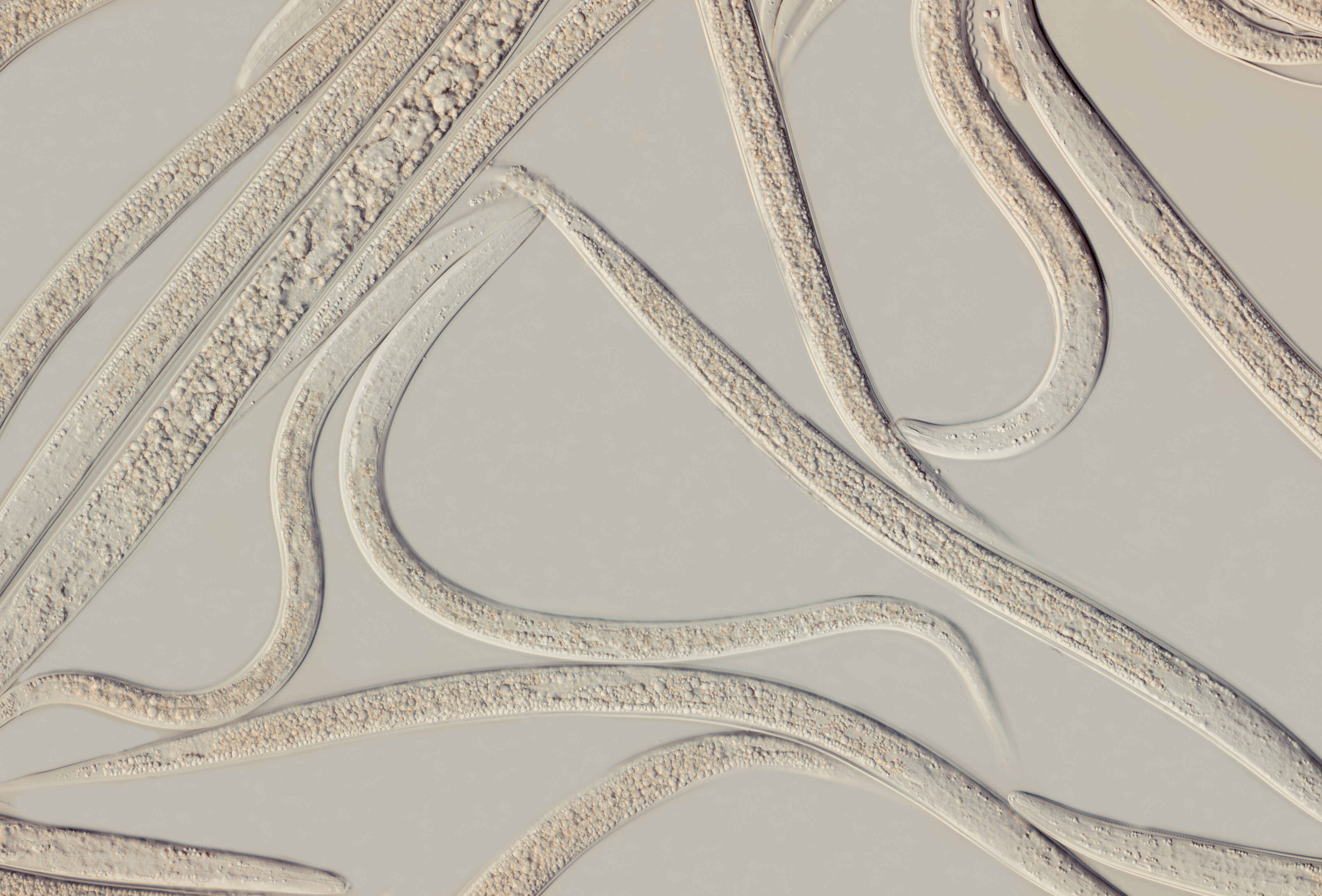 This guy comes standard with 50 years of experience