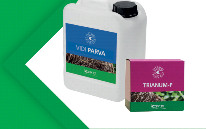 Trianum en Vidi Parva voor een goede start